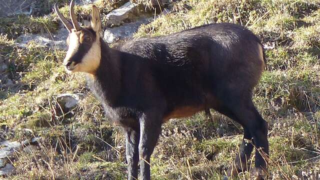 Rando, à la rencontre des chamois