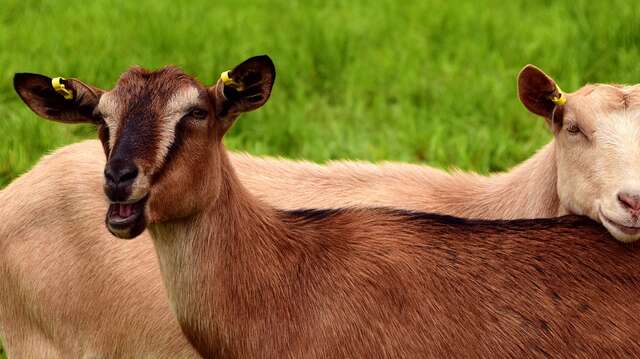 Ferme de la Cabri'o lait
