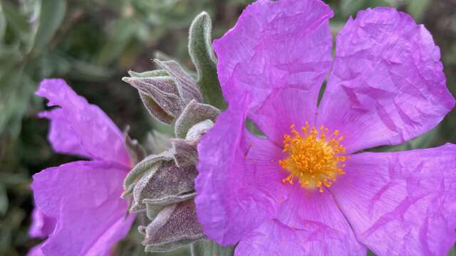 Randonnée découverte de la flore méditerranénne avec guide SAB Esterel