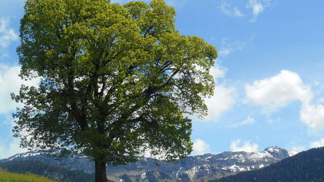 Stage à la rencontre des arbres