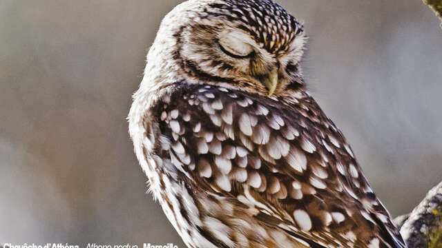 "L’Avifaune nicheuse de la cité phocéenne - Une richesse méconnue"