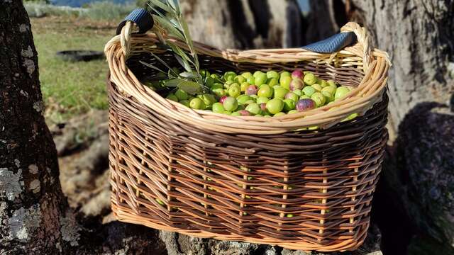 Atelier Vannerie: Réalisation d'un panier Cueillette.