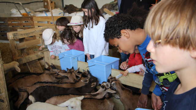 Visite guidée et dégustation à la bergerie du vieux moulin