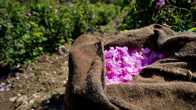 Grasse: Ein Morgen beim Pflücken der Centifolia-Rose auf dem Familiengut