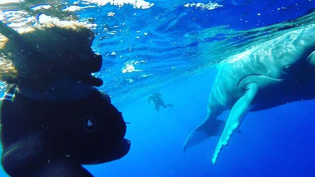 Corallina Tours - Whale watching tours