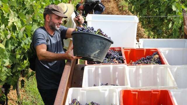 Journée découverte des vendanges au Château Pas du Cerf