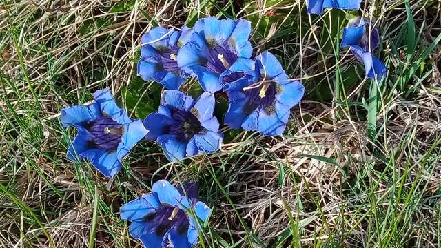 Conférence "La flore de Saint-Véran"