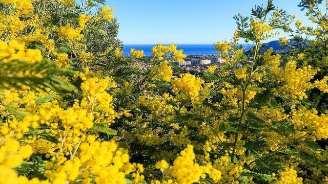 Visite guidée d’une exploitation, d’une forcerie et découverte du métier de mimosiste - avec petit déjeuner
