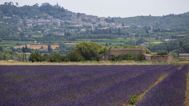 Lavender full day in Sault - LT4