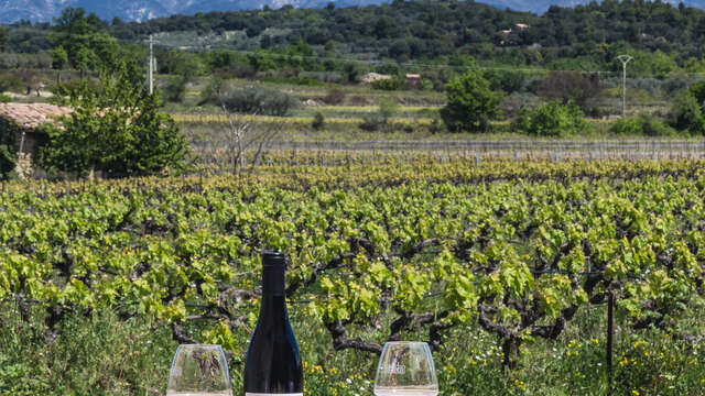 Pique-nique vigneron au Domaine Plein Pagnier