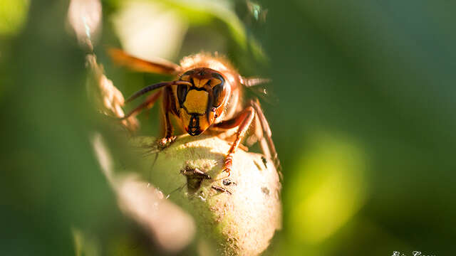 Perfectionnement à la macrophotographie en pays Laragnais