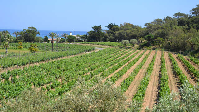 Les Musicales dans les Vignes au Domaine de l'Anglade