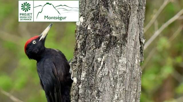 La course folle des oiseaux
