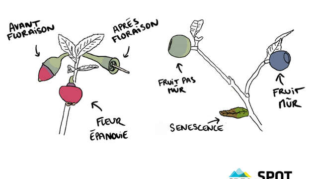 Atelier scientifique : des myrtilles et des landes