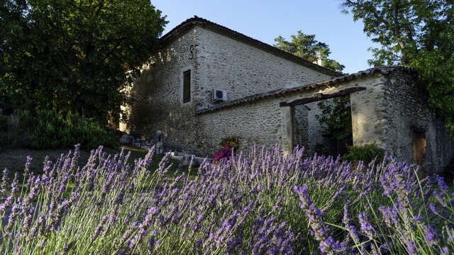 Découverte de la culture de l'olivier avec le Moulin Arizzi