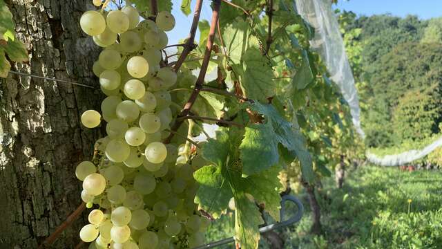 "La visite Chasselas du mardi", à l’Instant Fruit