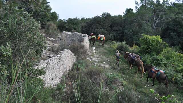 Randonnée à la journée avec mules et muletiers