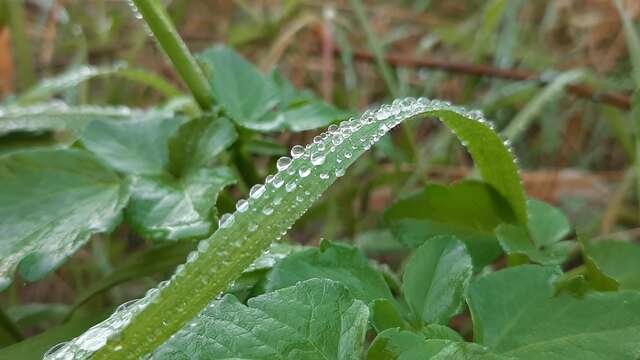 Fascinating but invasive plants