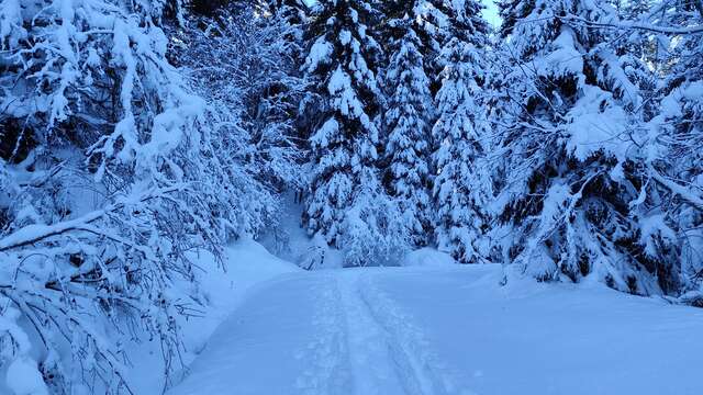 Boucle des Plaines - sentier raquettes