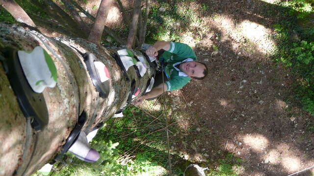Escal'arbre