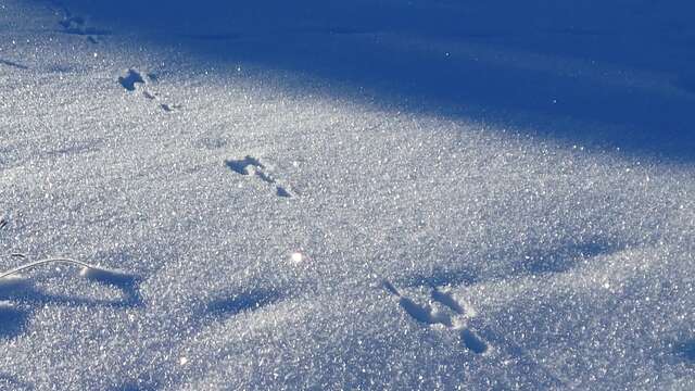 Balade raquettes famille En quête des empreintes