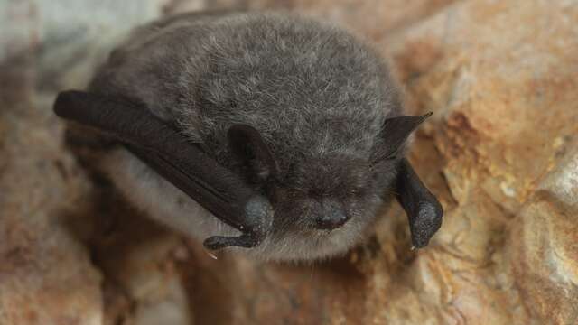 Exposition sur les chauve-souris