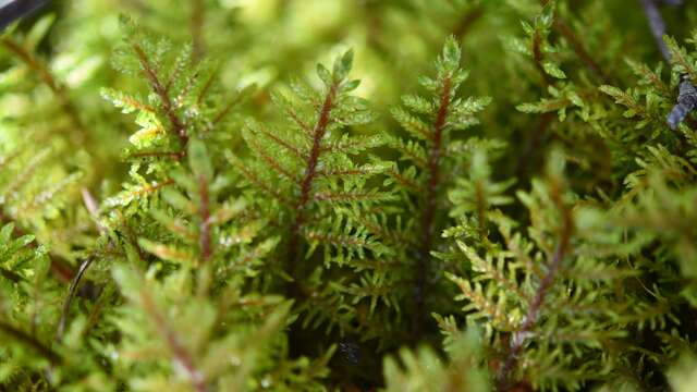 Conférence : Plongez dans le monde immense des minuscules mousses