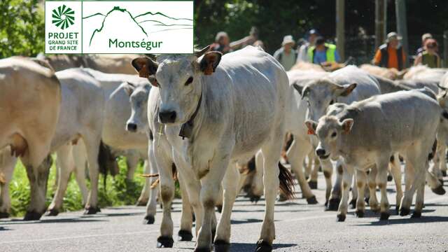 Dernière étape de la transhumance des vaches jusqu'au Lac de Montbel