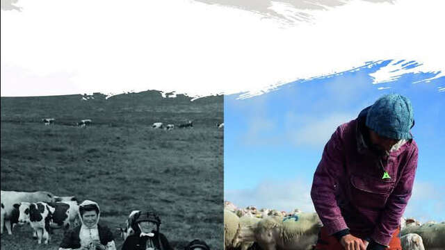 Estive. Des vachères, un berger, évolution des pratiques. - exposition