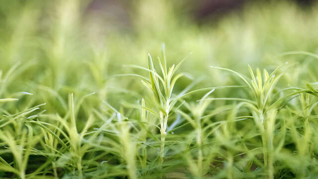 Conférence : adaptation et changement climatique dans les forêts de montagne