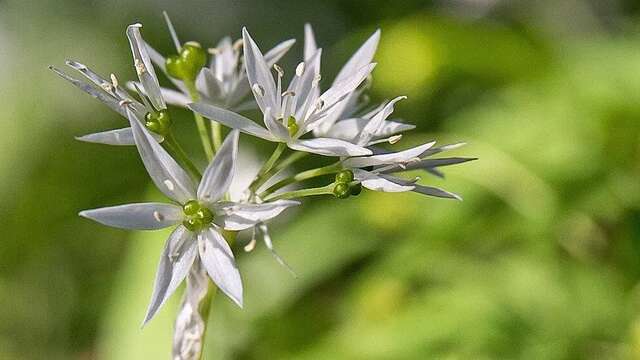 Balade découverte des plantes médicinales et comestibles de Chartreuse