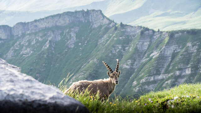 Randonnée : Bouquetin et chamois