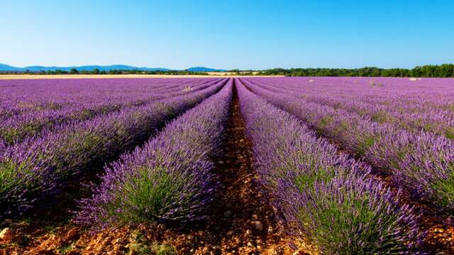 Excursion : A morning by the lavender - LT1