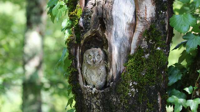Quand la nuit s’anime : sous le chant du Petit-Duc scops