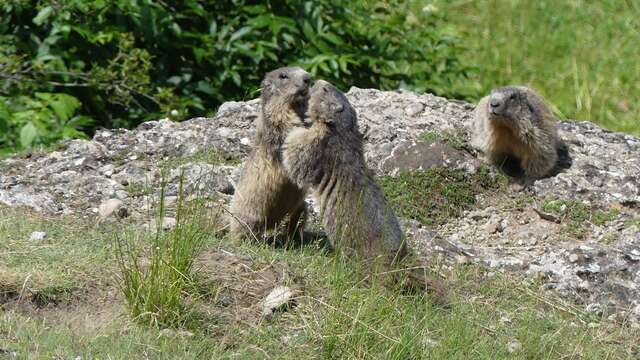 Animation autour de l’animal fétiche du festival : La Marmotte – Association pour la protection, l’étude et la valorisation des marmottes