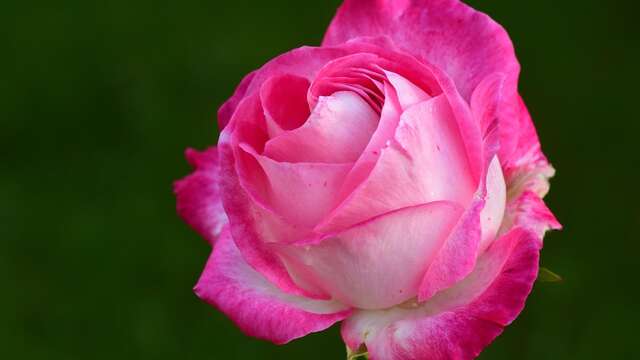 Lecture chantée : Rose(s) C'est la vie