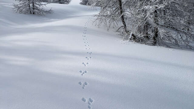 Sur les traces des animaux en hiver