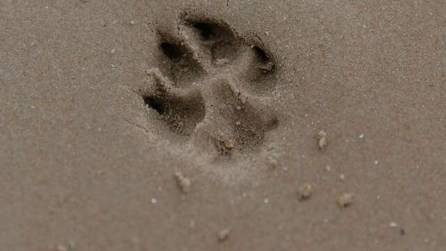 Atelier Altec (3-5 ans) - Sur les traces des animaux