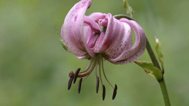 La flore du Col du Coq