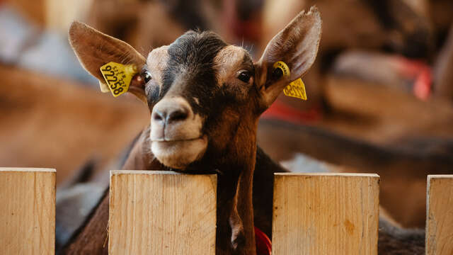 La chèvrerie de la Font Sancte