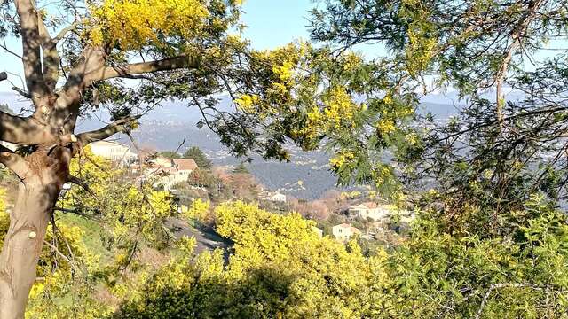 Le mimosa et ses compagnons de Tanneron- balade guidée