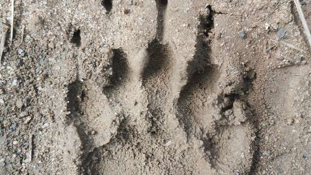 Activité famille : Traces et indices d'animaux