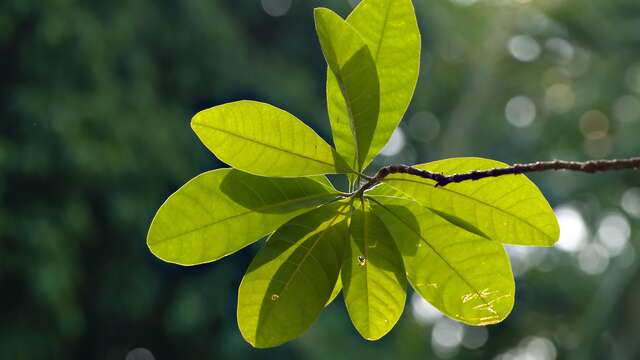 Découvrez les plantes comestibles avec le bureau montagne de Passy