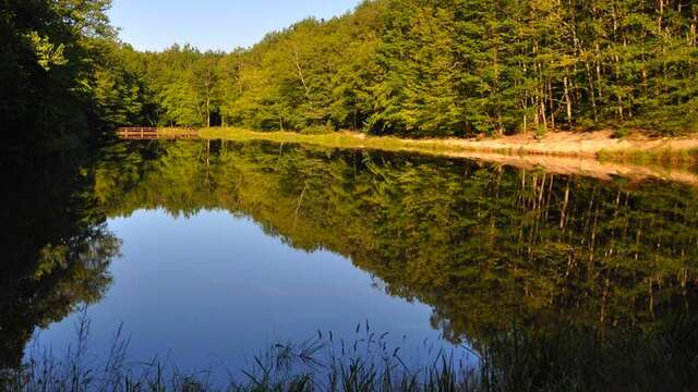Forêt de Lespinasse