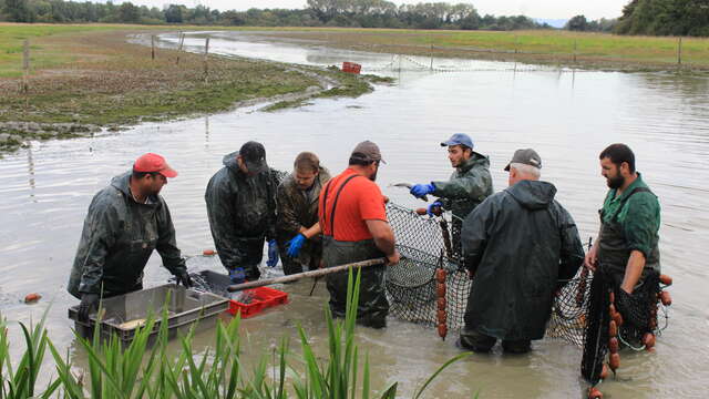 Guided Pond Fishing and an Introduction to Fumet des Dombes