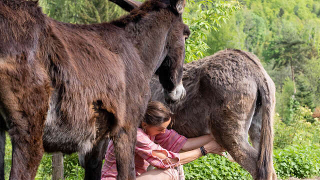 Semaine gourmande : Traite des ânesses