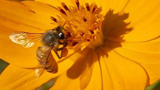 Atelier Altec (9-11 ans) - L'abeille à la loupe