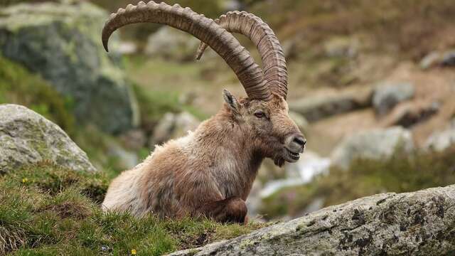 Ciné - Bouquetins, la vigie des montagnes