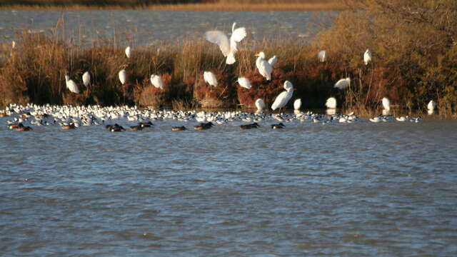 Visites guidées nature