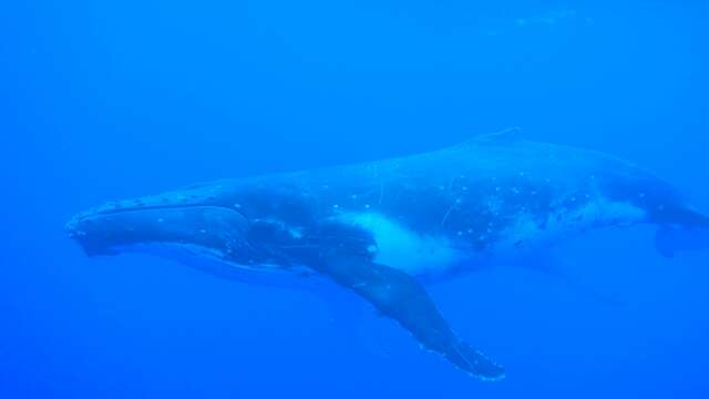Moorea Activities Center - Whale watching tours